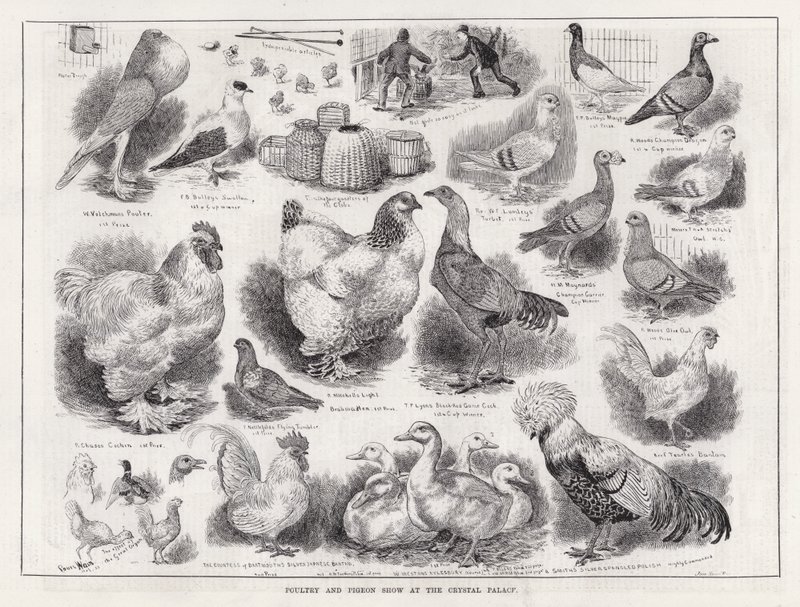 Baromfi- és galambbemutató a Crystal Palace-ban (metszet) alkotó: Louis Wain
