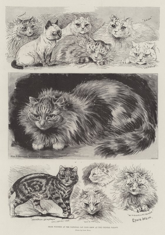 A Crystal Palace National Cat Club kiállításának díjazottjai alkotó: Louis Wain