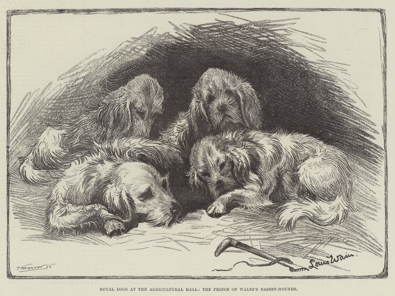 Királyi kutyák a Mezőgazdasági Csarnokban, a walesi herceg basset-kutyái alkotó: Louis Wain