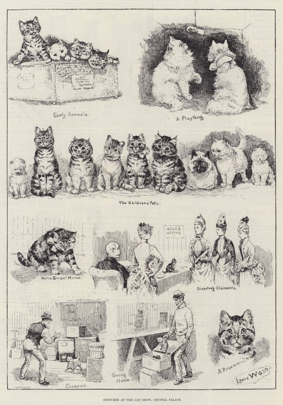 Vázlatok a macskakiállításon, a Crystal Palace-ban alkotó: Louis Wain