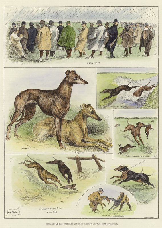 Vázlatok a Waterloo Coursing Meetingen alkotó: Louis Wain