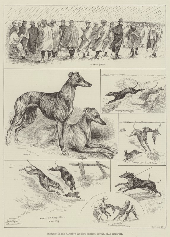 Vázlatok a Waterloo Coursing Meetingen, Altcar, Liverpool közelében (metszet) alkotó: Louis Wain