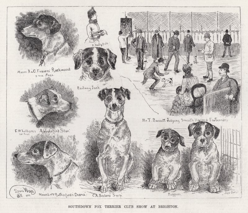 Southdown Fox Terrier Club Show Brightonban (metszet) alkotó: Louis Wain