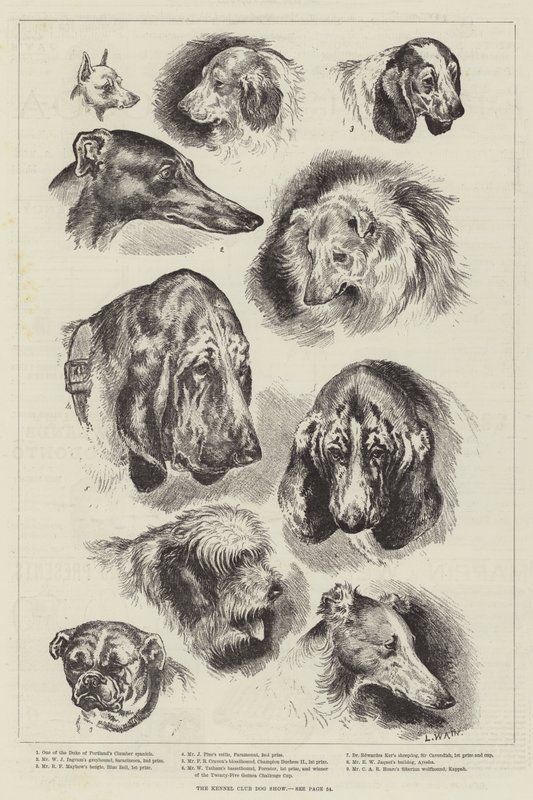 A Kennel Club kutyakiállítás alkotó: Louis Wain