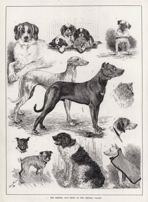 Kennel Club Show a Crystal Palace-ban (metszet) alkotó: Louis Wain
