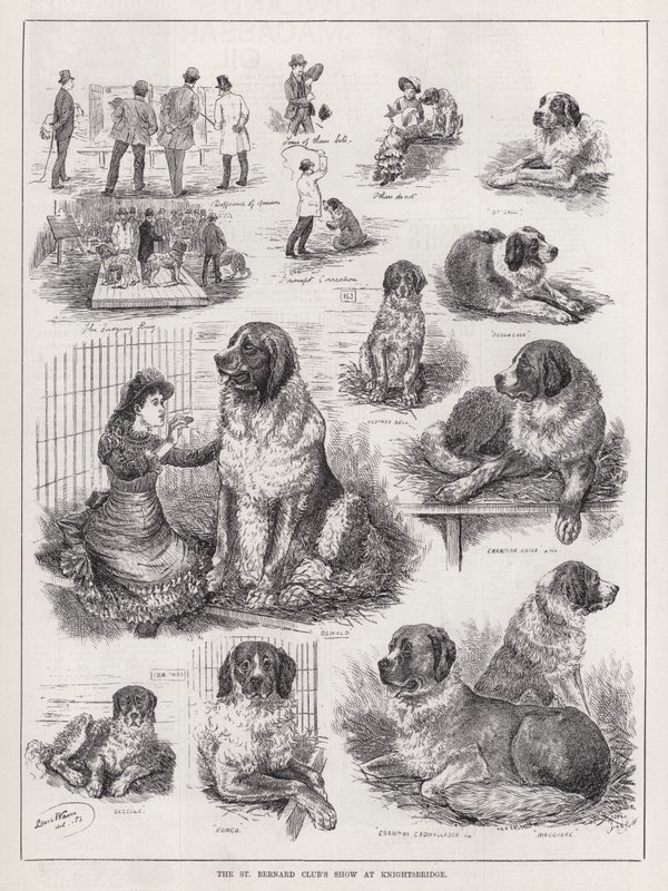 A St Bernard Club bemutatója Knightsbridge-ben (metszet) alkotó: Louis Wain