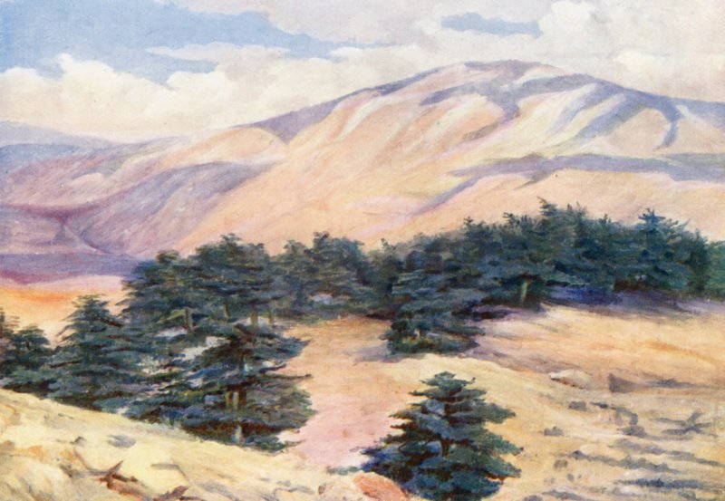 A cédrusok és a Dehr el Kodib általános látképe (színes litográfia) alkotó: Margaret Thomas
