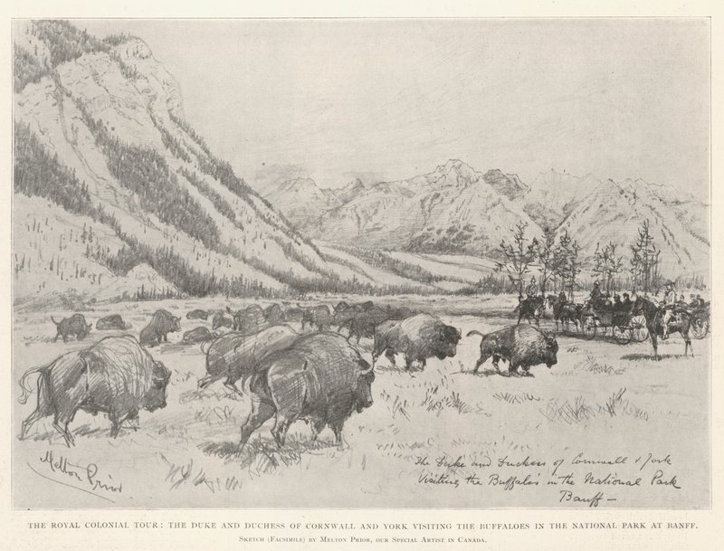 A királyi gyarmati túra, Cornwall és York hercege és hercegnéje a bivalyoknál a Banff Nemzeti Parkban alkotó: Melton Prior