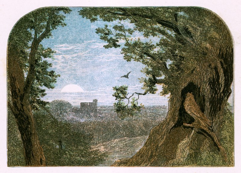 Illusztráció: "Madarak" alkotó: Myles Birket Foster