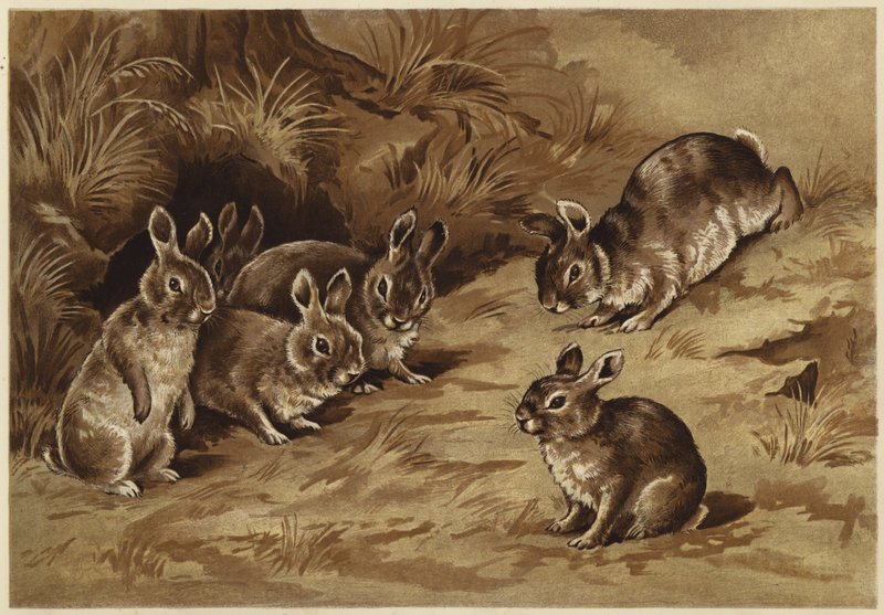 Bébi nyuszik (litho) alkotó: N. Parker