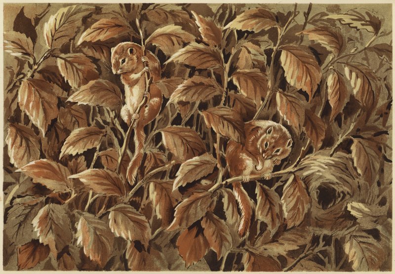 Dorothy, a fasz és a dormouse (litho) alkotó: N. Parker