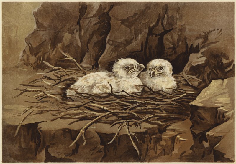 A sas szemhéja (litho) alkotó: N. Parker