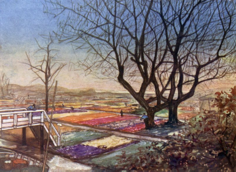 Tulipánföldek, Haarlem alkotó: Nico Jungman