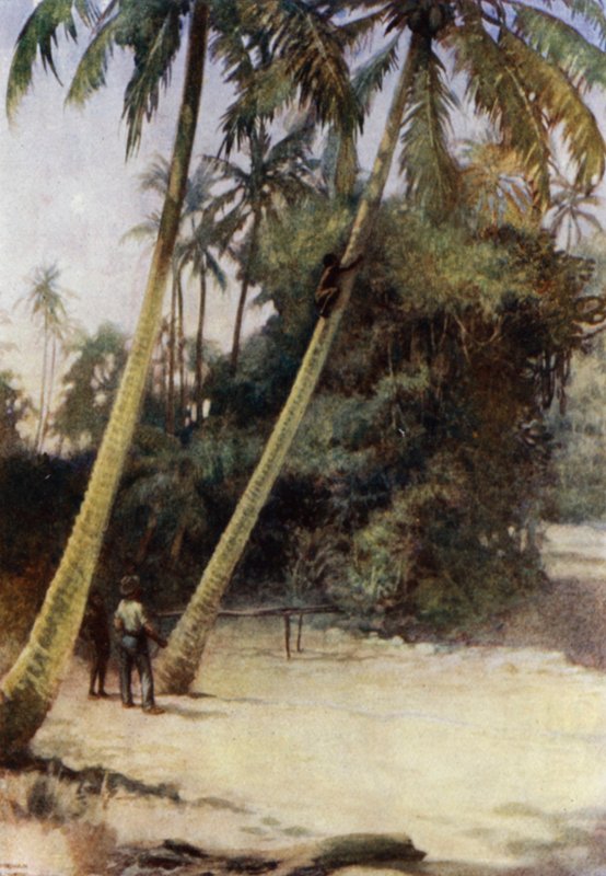 Salamon-szigeti fiú zöld kakaódió után mászik, Gavutu közelében, New Florida államban (színes litho) alkotó: Norman Hardy