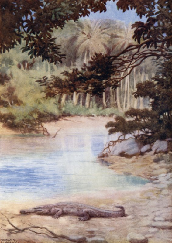 A krokodil otthona, Brit Salamon-szigetek (színes litho) alkotó: Norman Hardy