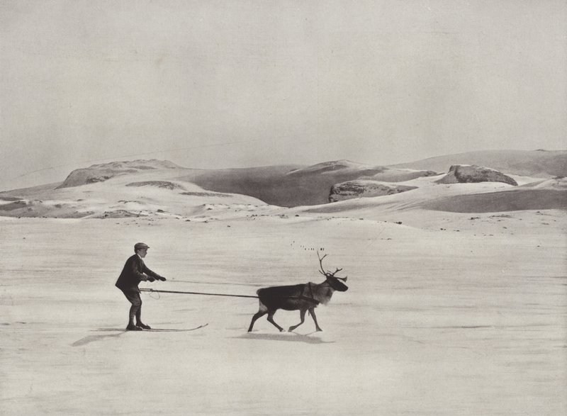 Sívezetés rénszarvasokkal a hegyekben alkotó: Norwegian Photographer