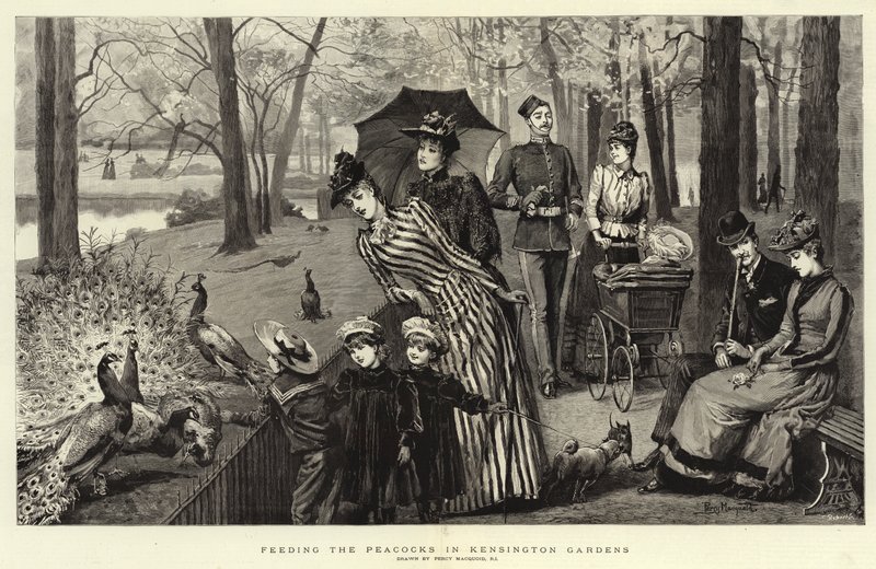 A pávák etetése a Kensington Gardensben alkotó: Percy Macquoid