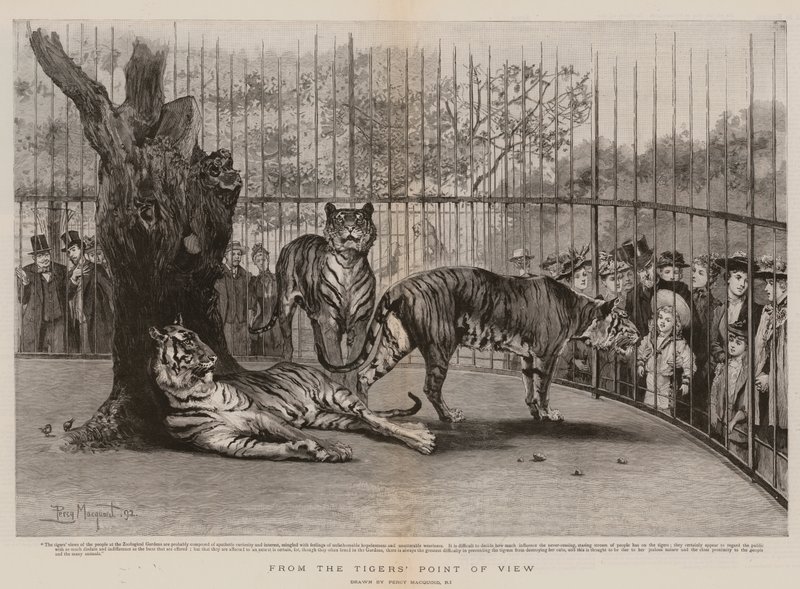 A tigris szemszögéből alkotó: Percy Macquoid