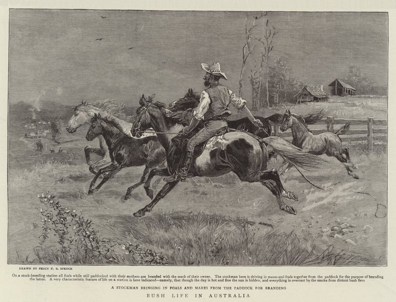 Bush élete Ausztráliában alkotó: Percy F.S. Spence
