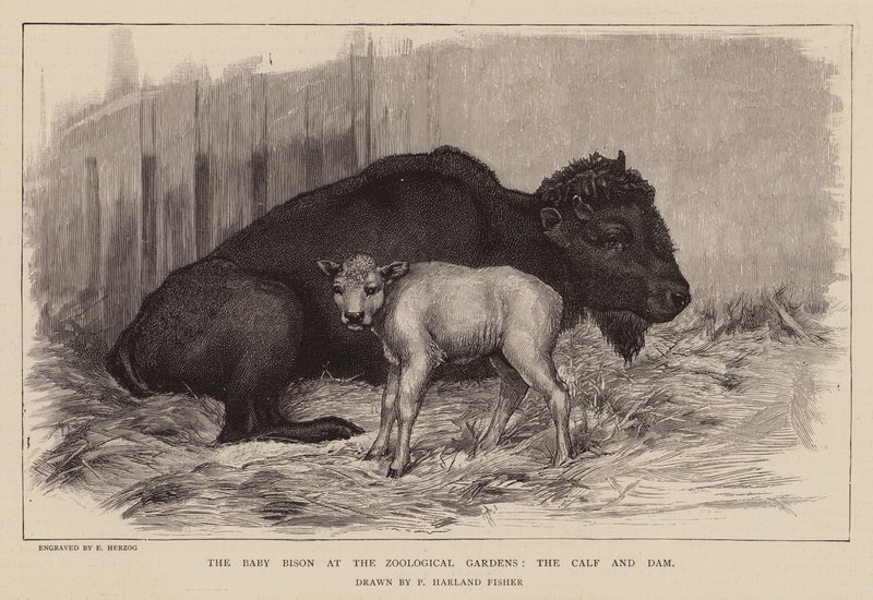 Bölény és borjú a londoni állatkertben (metszet) alkotó: Percy Harland Fisher