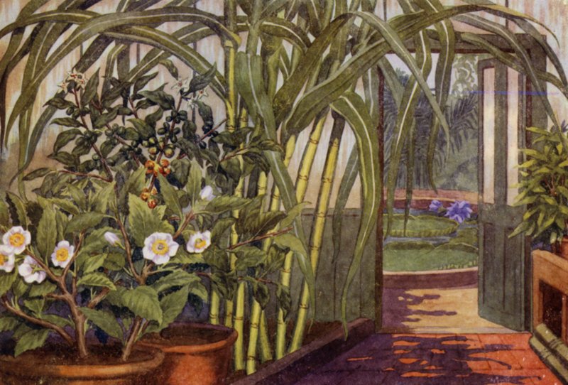 Cukornád, tea- és kávénövény (színes litho) alkotó: Percy James Billinghurst