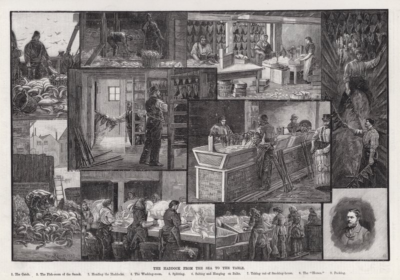 A foltos tőkehal a tengertől az asztalig (metszet) alkotó: Percy Robert Craft