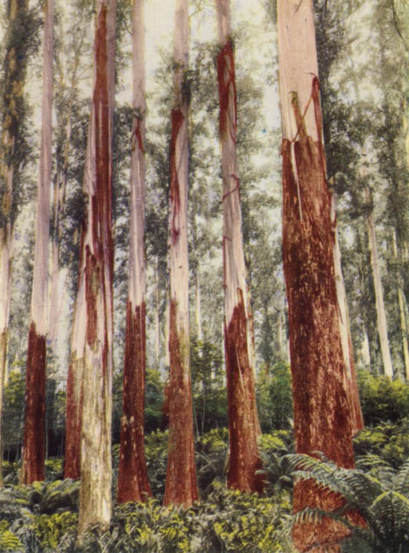 A Forest Glen (színes fotó) alkotó: Photographer Australian