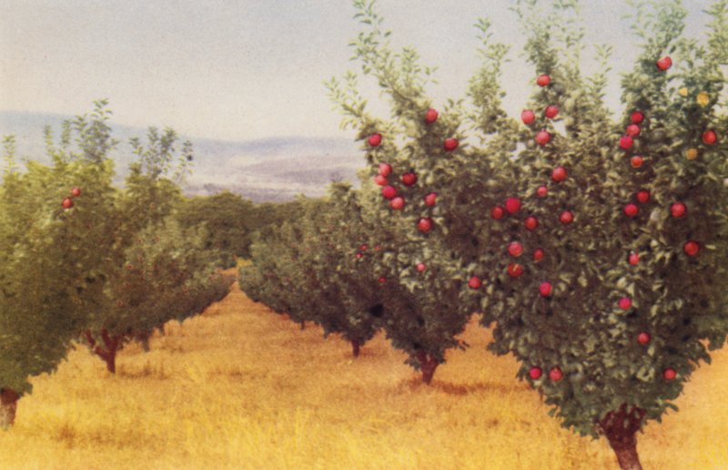 Apple Orchard (színes fotó) alkotó: Photographer Australian
