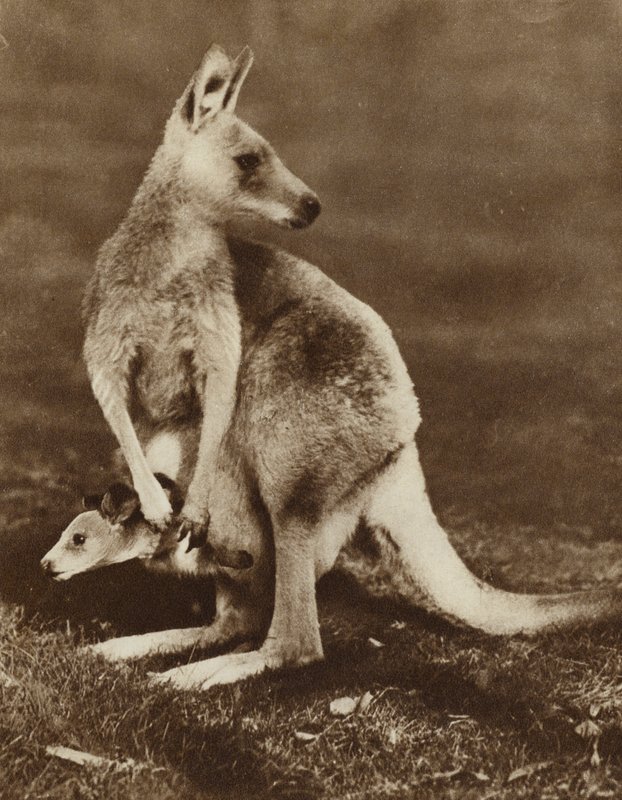 Kenguru bébi kinéz az anyja táskájából, Ausztrália (f/w fotó) alkotó: Photographer Australian