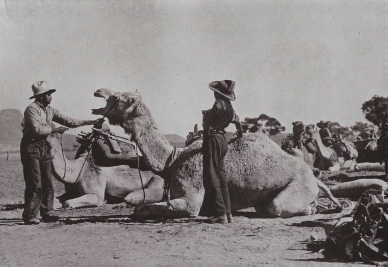 A tevecsapatok bennszülöttekkel irányítják a távoli posztokat Közép-Ausztráliában (f/w fotó) alkotó: Photographer Australian