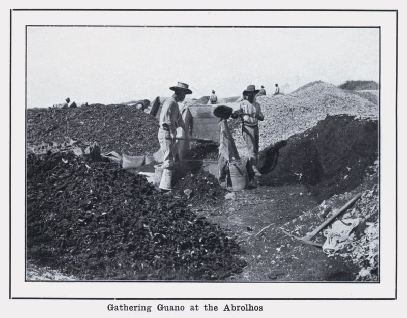 Guanógyűjtés az Abrolhosnál (fekete-fehér fotó) alkotó: Photographer Australian