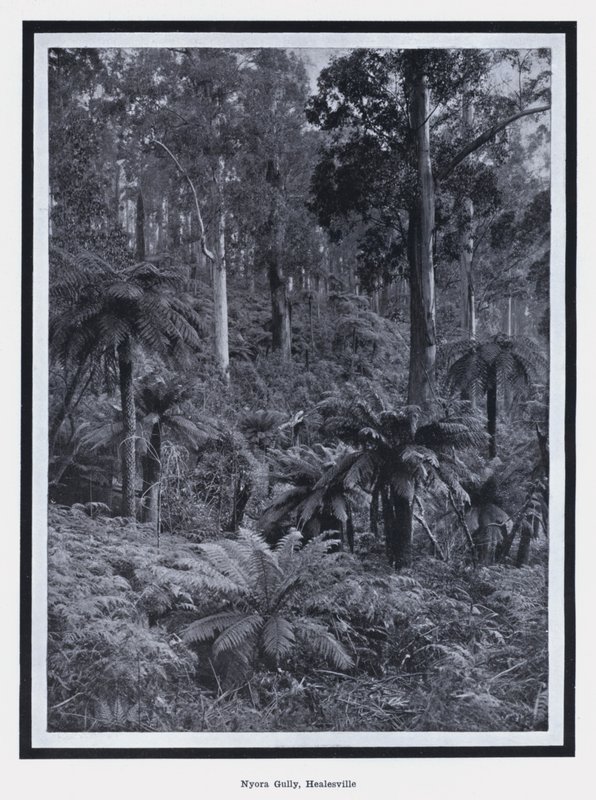 Nyora Gully, Healesville (f/w fotó) alkotó: Photographer Australian