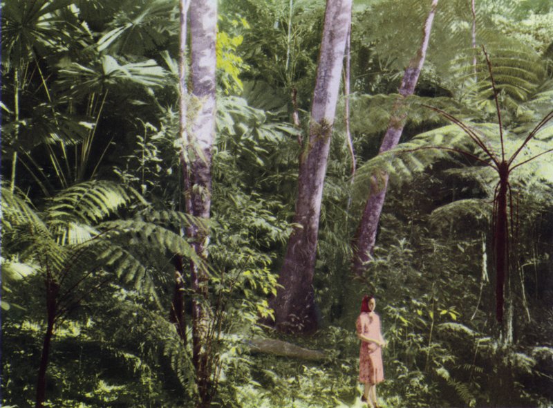 Queensland, Ausztrália: Trópusi dzsungel (fotó) alkotó: Photographer Australian