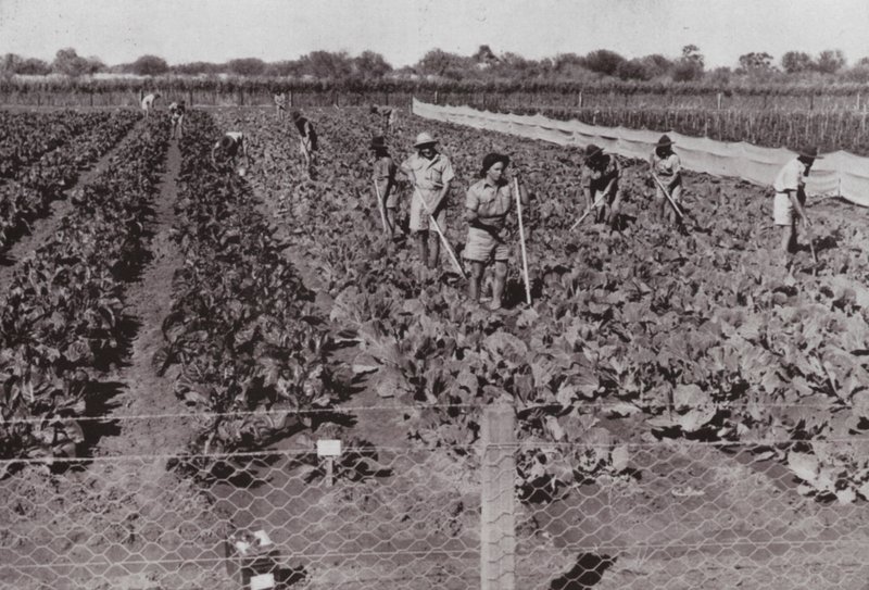 A Transzkontinentális út közelében, az úgynevezett Sivatagi országban termesztett zöldségek, fúrt vízzel öntözve (f/w fotó) alkotó: Photographer Australian