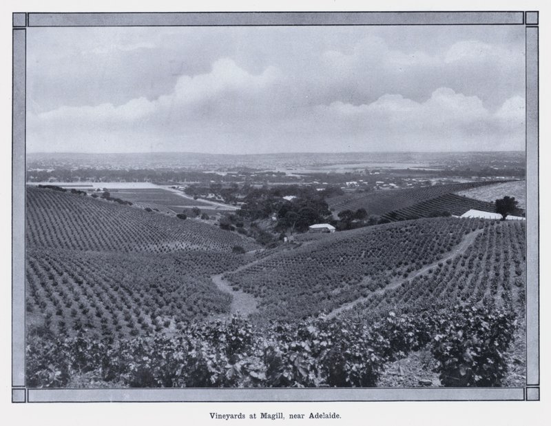 Szőlőültetvények Magillben, Adelaide közelében (f/w fotó) alkotó: Photographer Australian