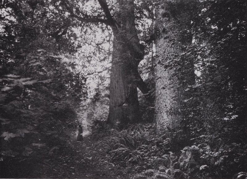 Forest Giants, Stanley Park, Vancouver (f/w fotó) alkotó: Photographer Canadian