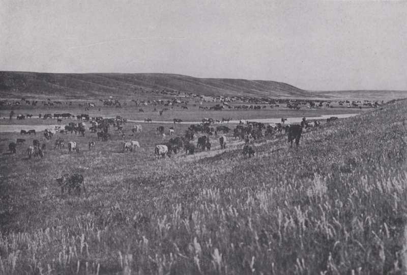 Tartományi szarvasmarha Alberta hegyvidékén (f/w fotó) alkotó: Photographer Canadian