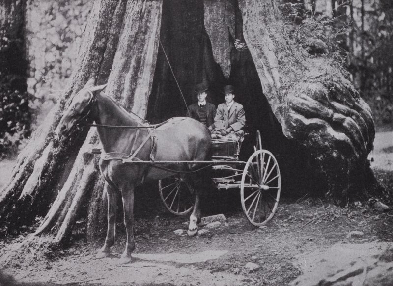 The Big Tree, Stanley Park, Vancouver (f/w fotó) alkotó: Photographer Canadian