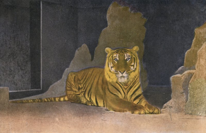 Kölni Állatkert, Tigris (fotó) alkotó: Photographer German