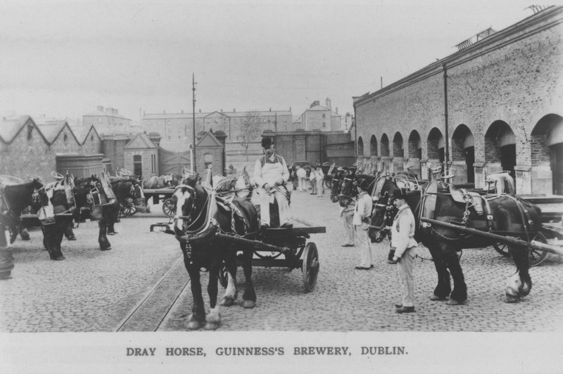 Dray horse, Guinness Brewery, Dublin, Írország (f/w fotó) alkotó: Photographer Irish
