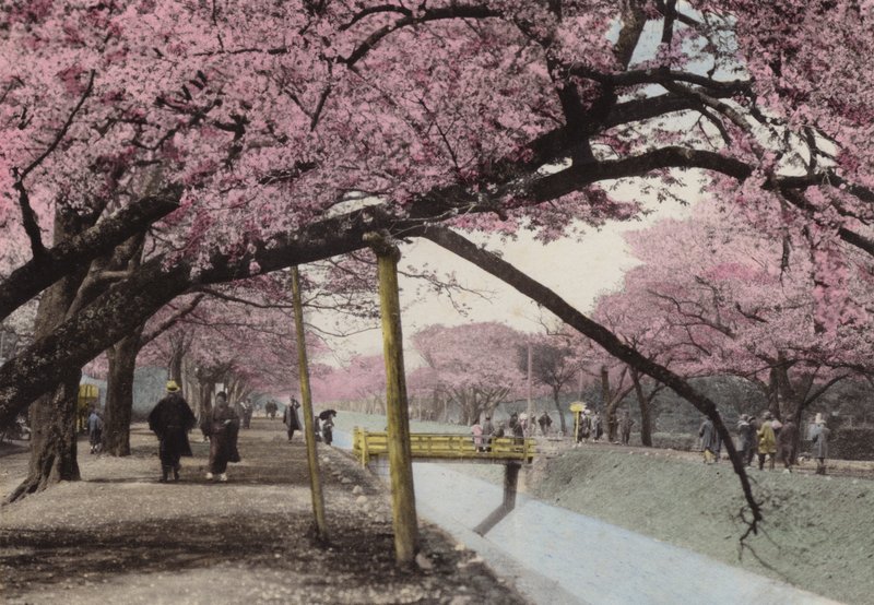 Japán, 1912 körül: Cseresznyevirág Koganei-ban, Tokió közelében (fotó) alkotó: Photographer Japanese