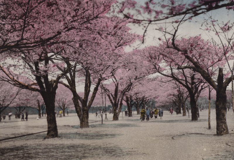 Japán, 1912 körül: Cseresznyevirág az Uyeno Parkban, Tokió (fotó) alkotó: Photographer Japanese