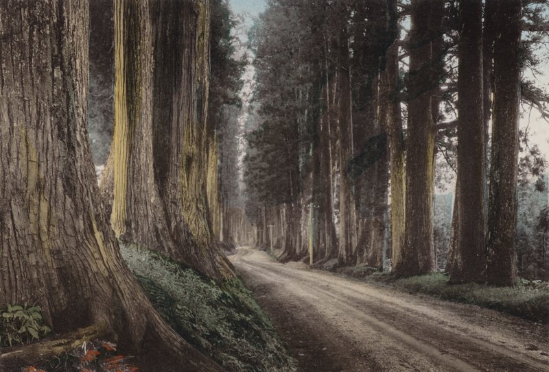 Japán, 1912 körül: Cryptomeria Road, Nikko (fotó) alkotó: Photographer Japanese