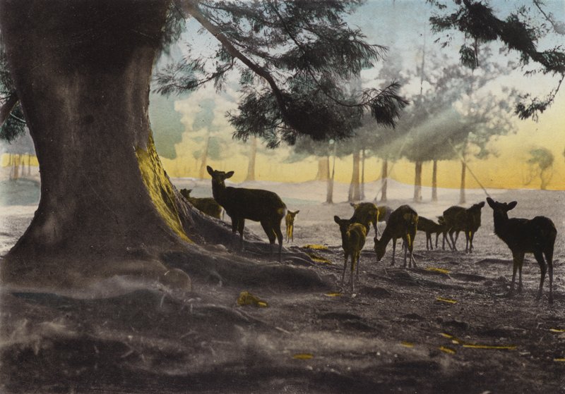 Japán, 1912 körül: Kasuga templom földje szelíd szarvasokkal, Nara (fotó) alkotó: Photographer Japanese