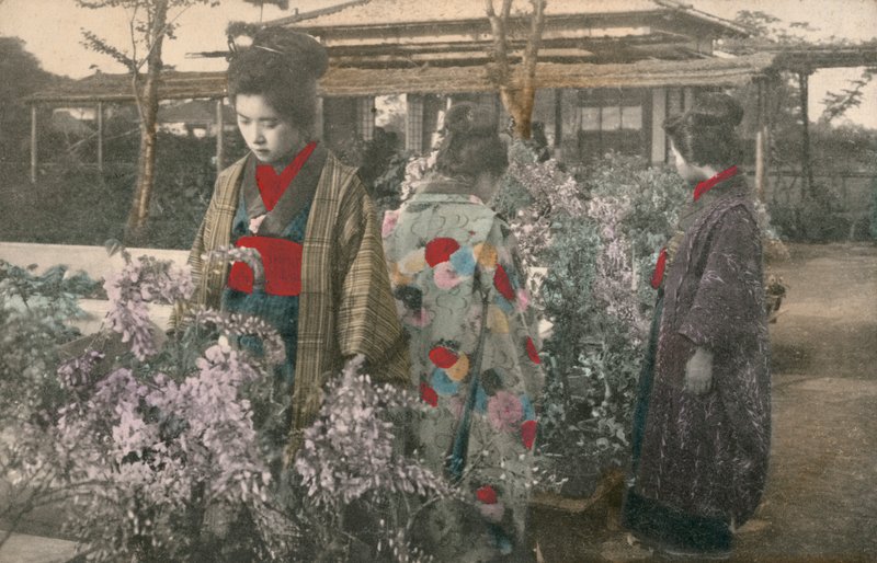 Japán nők wisteria növényekkel (színes fotó) alkotó: Photographer Japanese