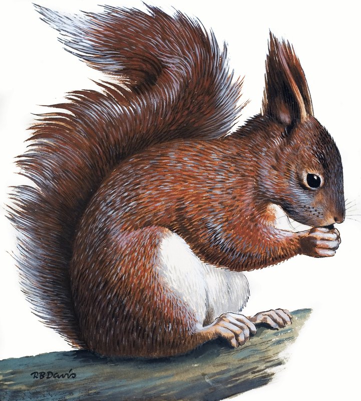 Vörös mókus (gouache, papír) alkotó: R.B. Davis