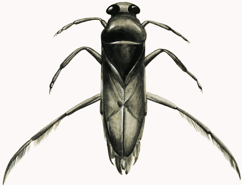 Water Boatman (gouache, papír) alkotó: R.B. Davis