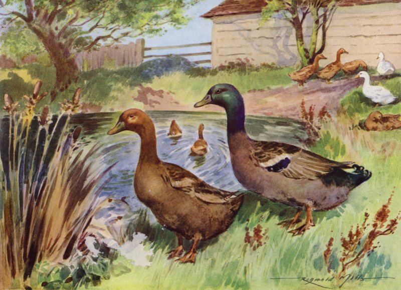 Illusztráció a My Farmhoz (színes litó) alkotó: Reginald Mills