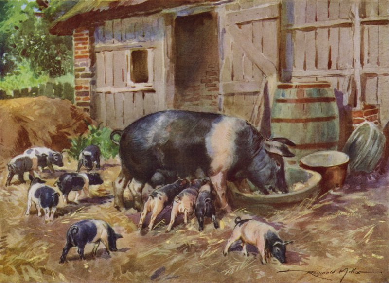 Illusztráció a My Farmhoz (színes litó) alkotó: Reginald Mills