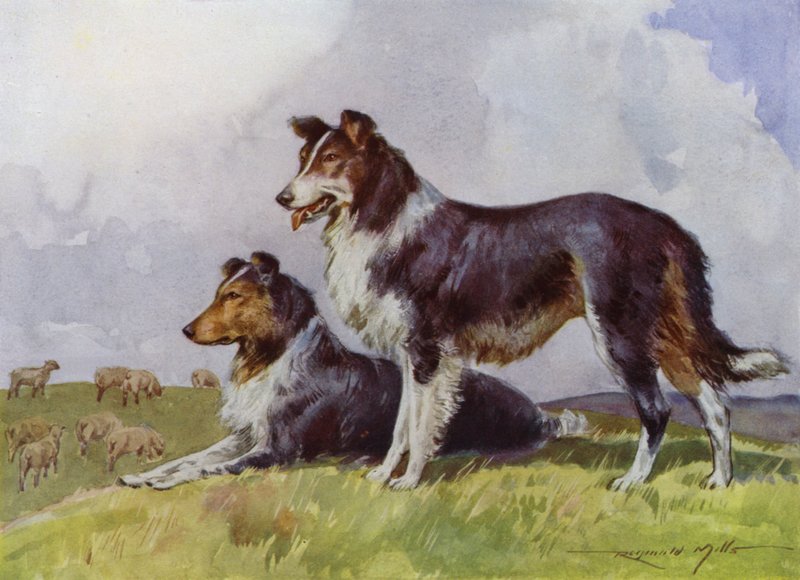 Illusztráció a My Farmhoz (színes litó) alkotó: Reginald Mills